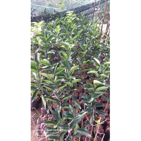 CÂY GIỐNG CAM SÀNH