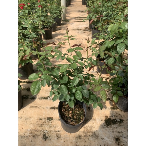 Hoa hồng bụi Vuvuzela - cây nguyên chậu