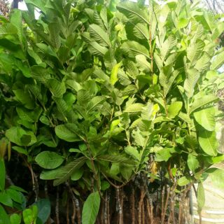 Cây ổi đl giống