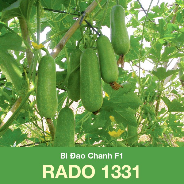 Hạt Giống Bí Đao Chanh Lai F1 Rado 1331 Gói 0,2g Dễ trồng, dễ chăm sóc, nhanh thu hoạch, năng suất cao