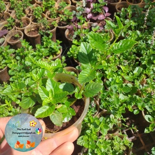 [CG] Cây Sương Sáo (làm thạch đen sương sáo) 10k/cây