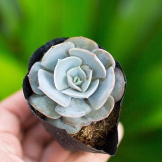 Sen đá đất hồng 5-7cm - Vườn sen đá