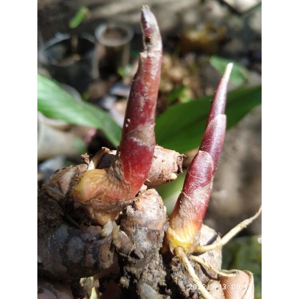 07 mầm ngãi bún giống