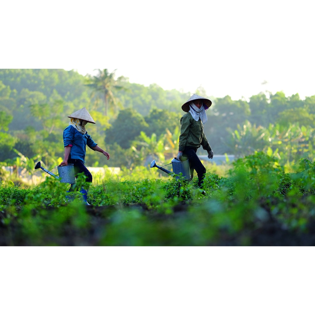 Sinh Dược - Tinh Dầu Tràm Gió - PHÙ HỢP VỚI MỌI LỨA TUỔI TỪ TRẺ SƠ SINH ĐẾN NGƯỜI GIÀ - Sinh Dược Sao Sa Shop