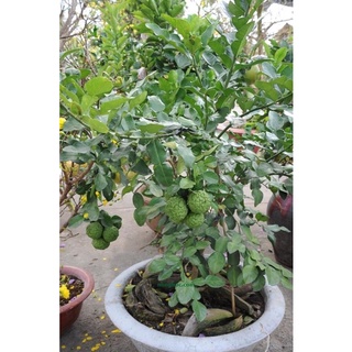 Cây chanh Chúc (chanh Thái, chanh não ) đặc sản An Giang