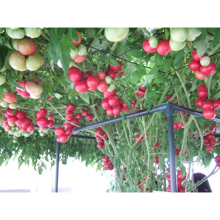 Hạt giống cà chua bạch tuộc