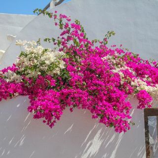 Cây 🌲 Hoa giấy leo hồng cánh sen