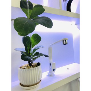 Vòi rửa chén âm chậu WATERTEC trắng WT007F