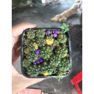 xương rồng damsi lem