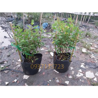 CÂY KIM ĐỒNG VÀNG CÂY CAO