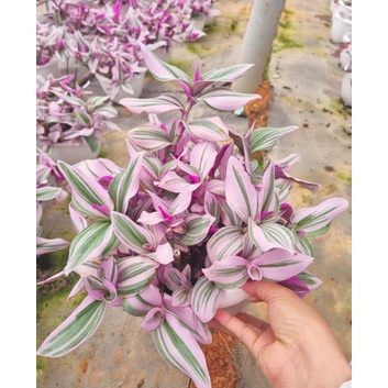 Chậu cây Thài lài hồng lá lớn - TLH Nanouk, TL Đột Biến - Trang Flowers