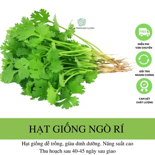 Hạt giống ngò rí rau mùi 20 gram