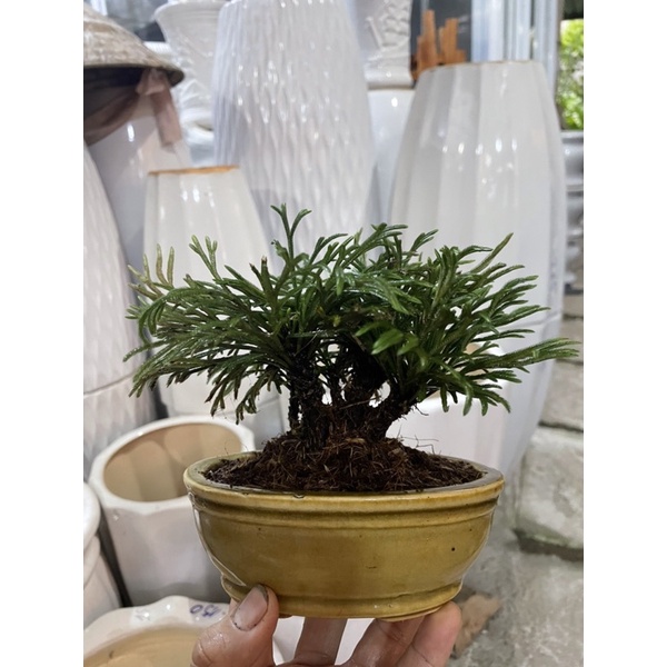 Chậu Trường Sinh Thảo bonsai để bàn
