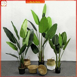 cây chuối giả cảnh ( tặng chậu nhựa kèm giỏ cói)