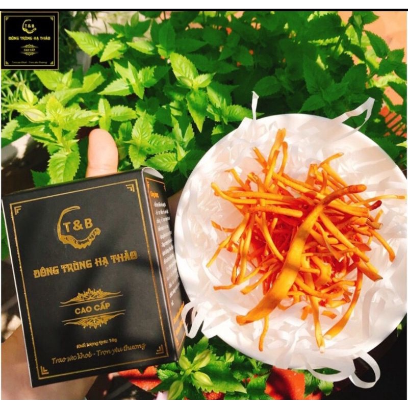 Nấm đông trùng hạ thảo sấy thăng hoa loại 1 chất lượng cao 10gram Chính hãng | BigBuy360 - bigbuy360.vn