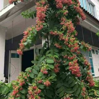 Cây Sử Quân Tử ( loại leo )