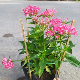 Cây Diễm Châu