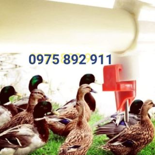 Máng uống cho ngan vịt ,ngan