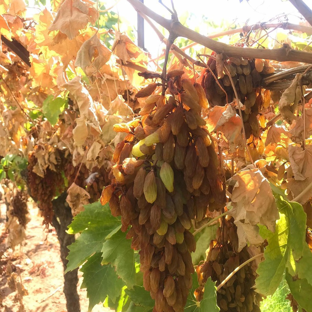 Nho Khô Nguyên Cành Úc Adora st Food Dried Grapes Thompson 1 kg