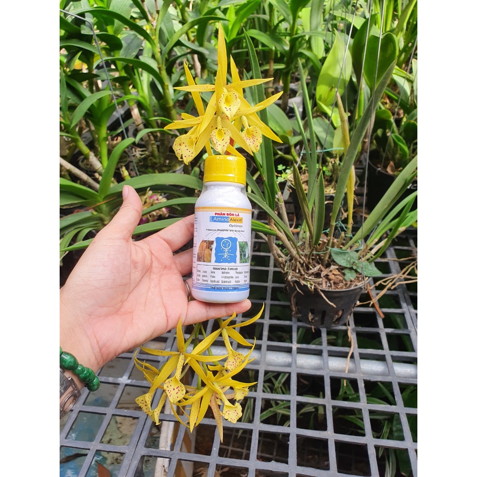 Phân bón AMINO ALEXIN  chai 100ml  - Chuyên trừ  thối lá  -Mai Huy