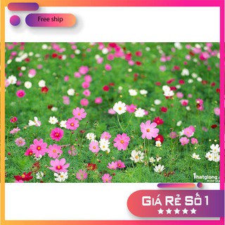 Hạt giống Sao nhái mix (100 hạt)
