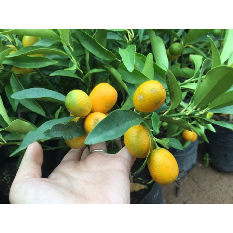 CÂY GIỐNG QUẤT NGỌT ĐÃ CÓ HOA SẴN  gửi cây như ảnh cuối