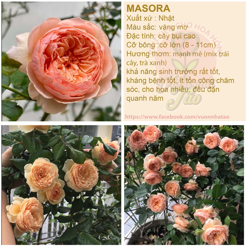 Hoa hồng Masora vàng mơ- cây nguyên bản