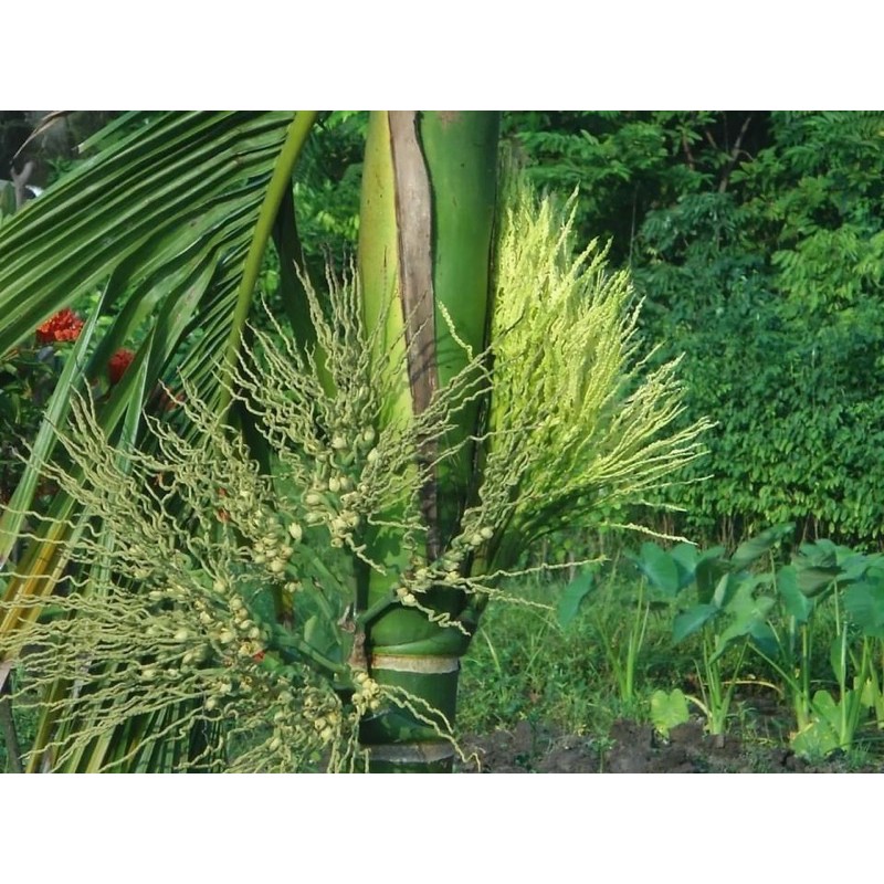 COMBO 30 cây cau lùn tặng 1 cây