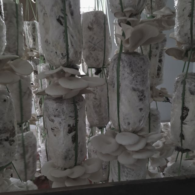 Phôi nấm sò