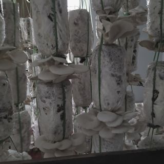 Phôi nấm sò