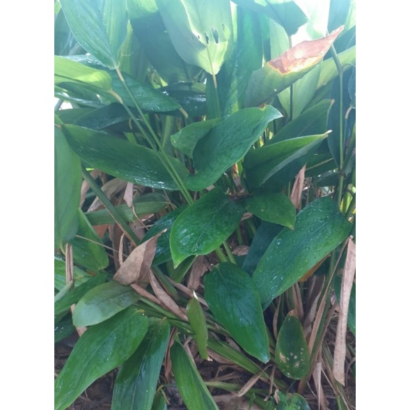 3 Cây giống môn bình tinh/ môn dong tinh/huỳnh tinh/mì tinh/củ lùn dài.