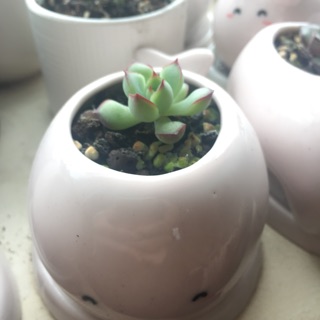 chậu sứ hình thú cưng + sen đá