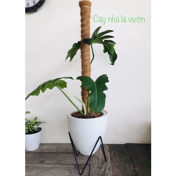 Trụ cột xơ dừa cho cây leo bám cột 30/40/50/60cm