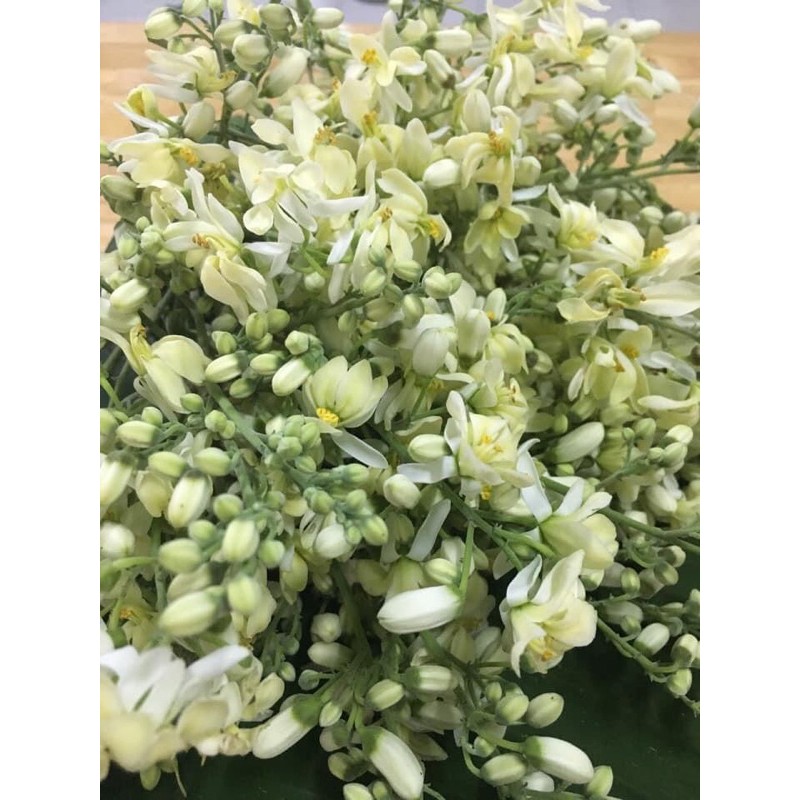 Hạt giống Chùm Ngây 20 hạt