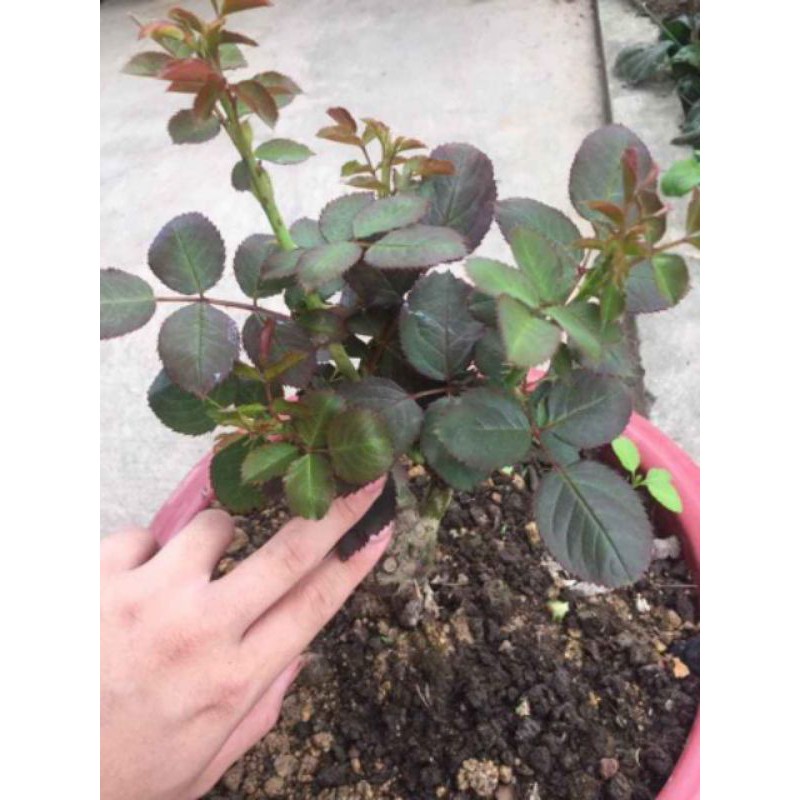 4 TRONG 1 SIÊU BẬT MẦM KÍCH RỄ