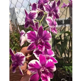 Lan dendro xổ chớp 10% - 2 chậu (chớp kim cương)