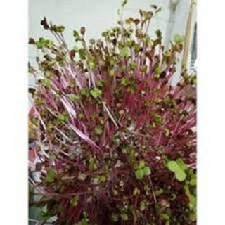Hạt giống rau mầm đỏ