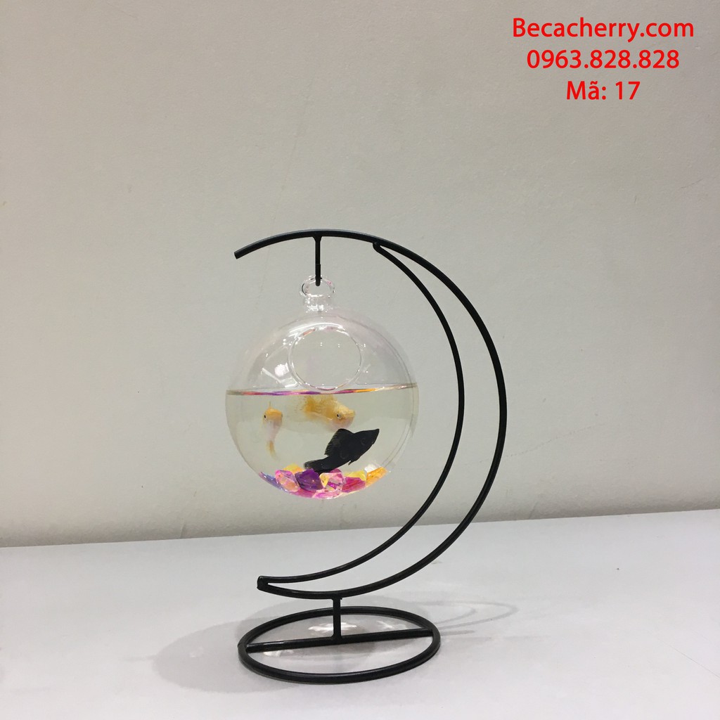 Bể cá mini cung trăng 17 trăng nhỏ ( tặng kèm phụ kiện trang trí ) | BigBuy360 - bigbuy360.vn