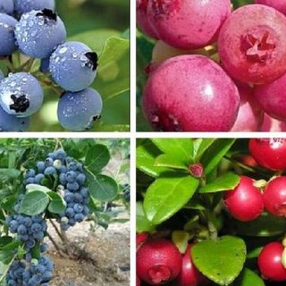 Bộ 2 gói hạt giống việt quất - 1 đỏ - 1 xanh - tặng 1 gói thuốc kích mầm hạt