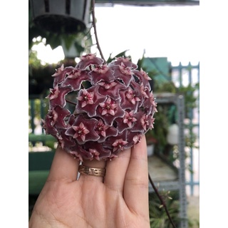 Combo 2 cây Lan Cẩm cù (hình cuối)
