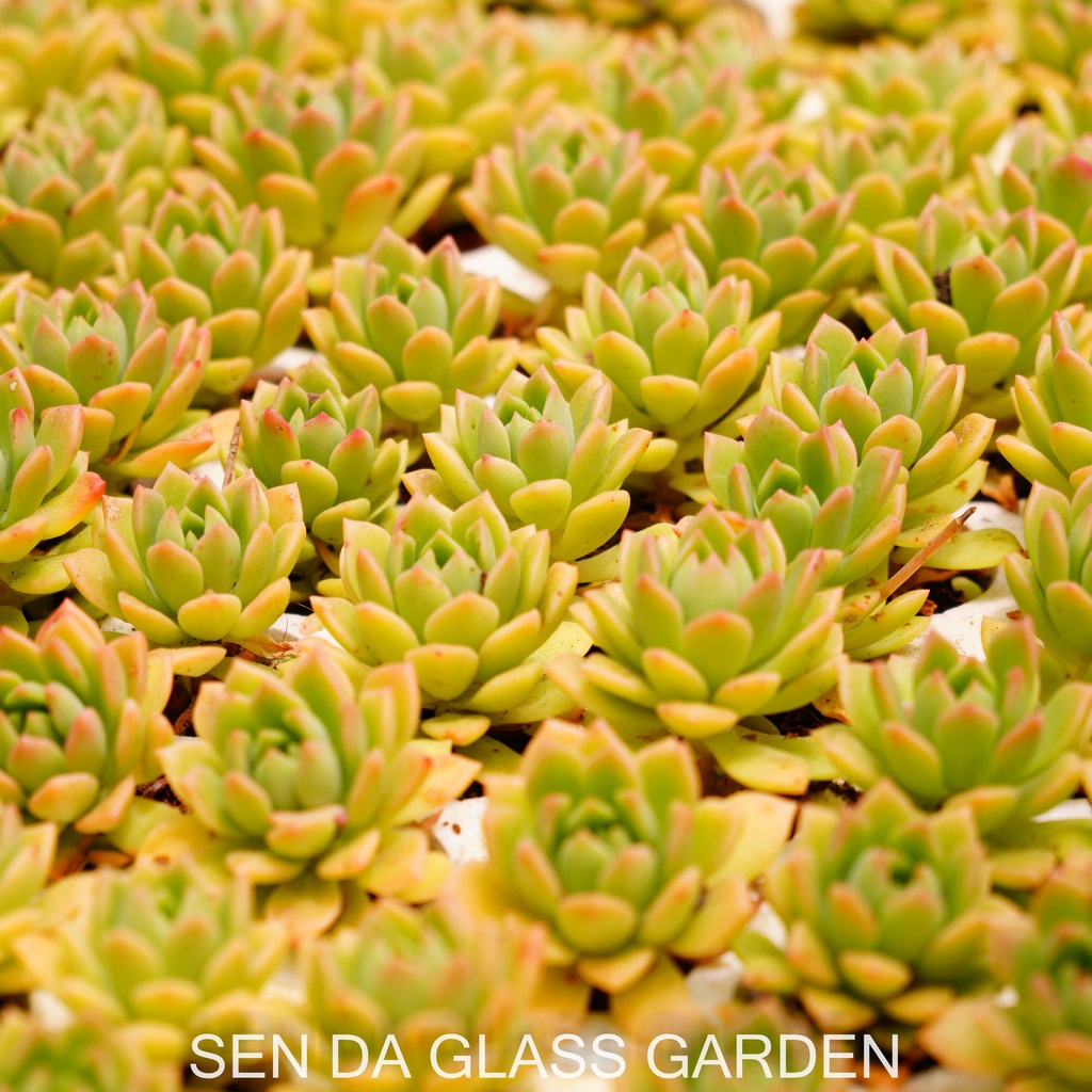 Set 5 cây Sen đá mặt trời cam GLASS GARDEN size mini 2-3cm, Hàng Đà Lạt, lỗi 1 đổi 1