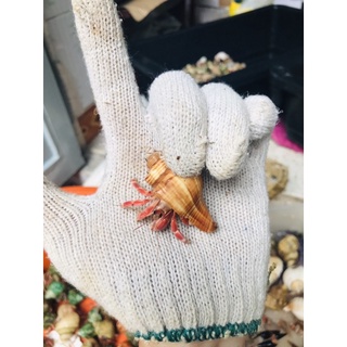 Ố.c mươn hồn Rugos Abino vàng,xanh,tím