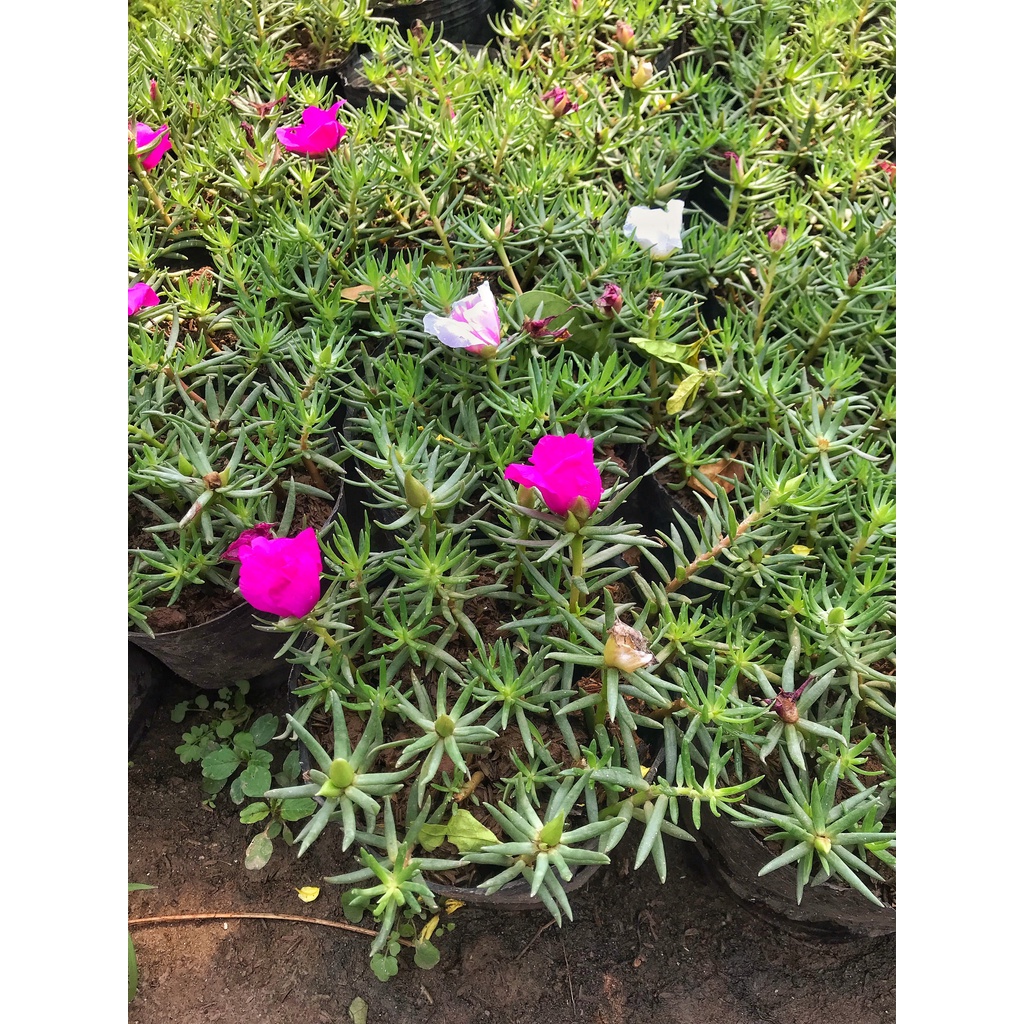 Cây hoa mười giờ thái  GIÁ TẠI VƯỜN  hoa kép nở đẹp dễ trồng và chăm sóc tách nhánh tạo cây mới dễ dàng