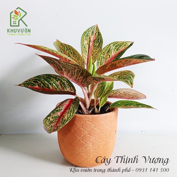 Cây thịnh vượng để bàn- đã bao gồm chậu (chỉ giao hỏa tốc)