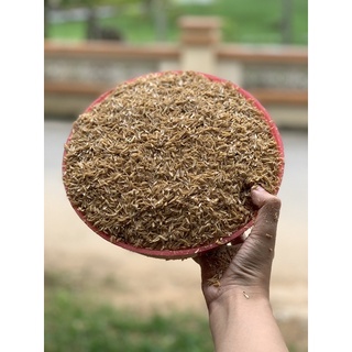 Võ trấu dùng bón cây