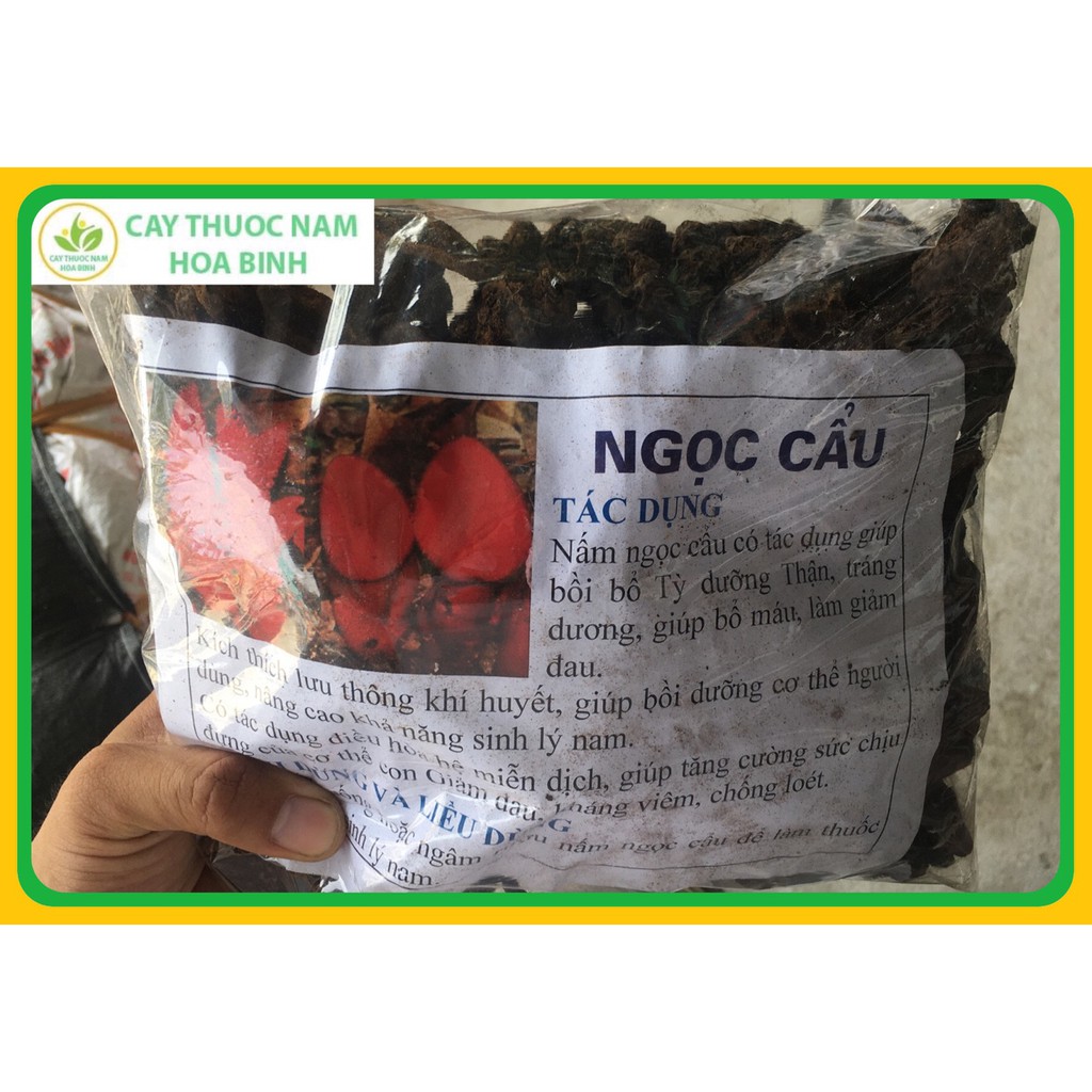 500g Nấm ngọc cẩu rừng Hòa Bình nguyên búp (Ngọc tỏa dương) cam kết khô, nguyên chất