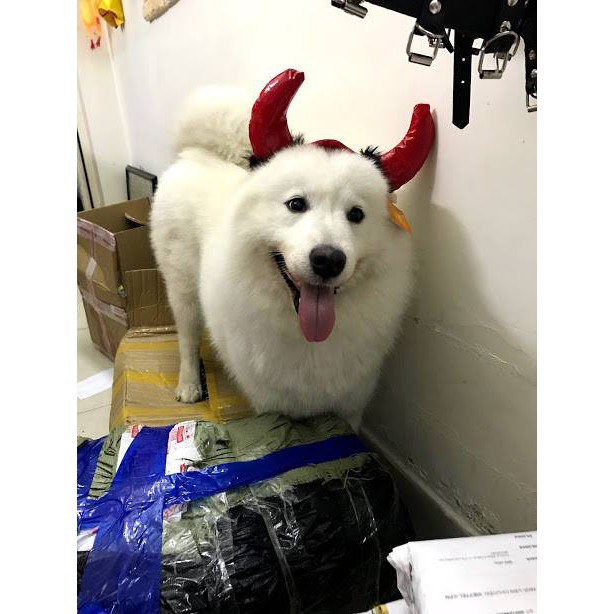NÓN SỪNG QUỶ CHO CHÓ MÈO - HALLOWEEN
