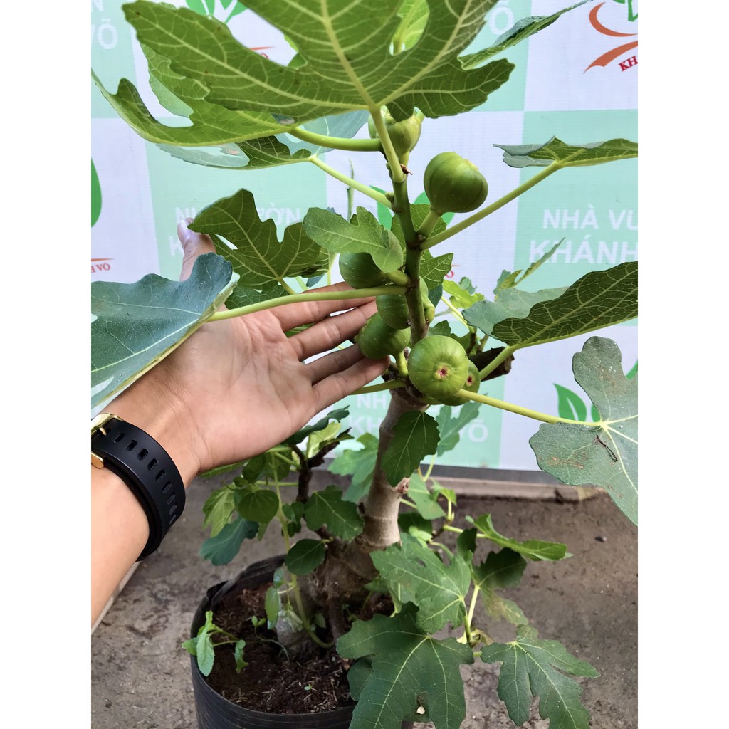 Sung mỹ tím trái to đang trái cây cao 60_70cm  - Nhà Vườn Khánh Võ