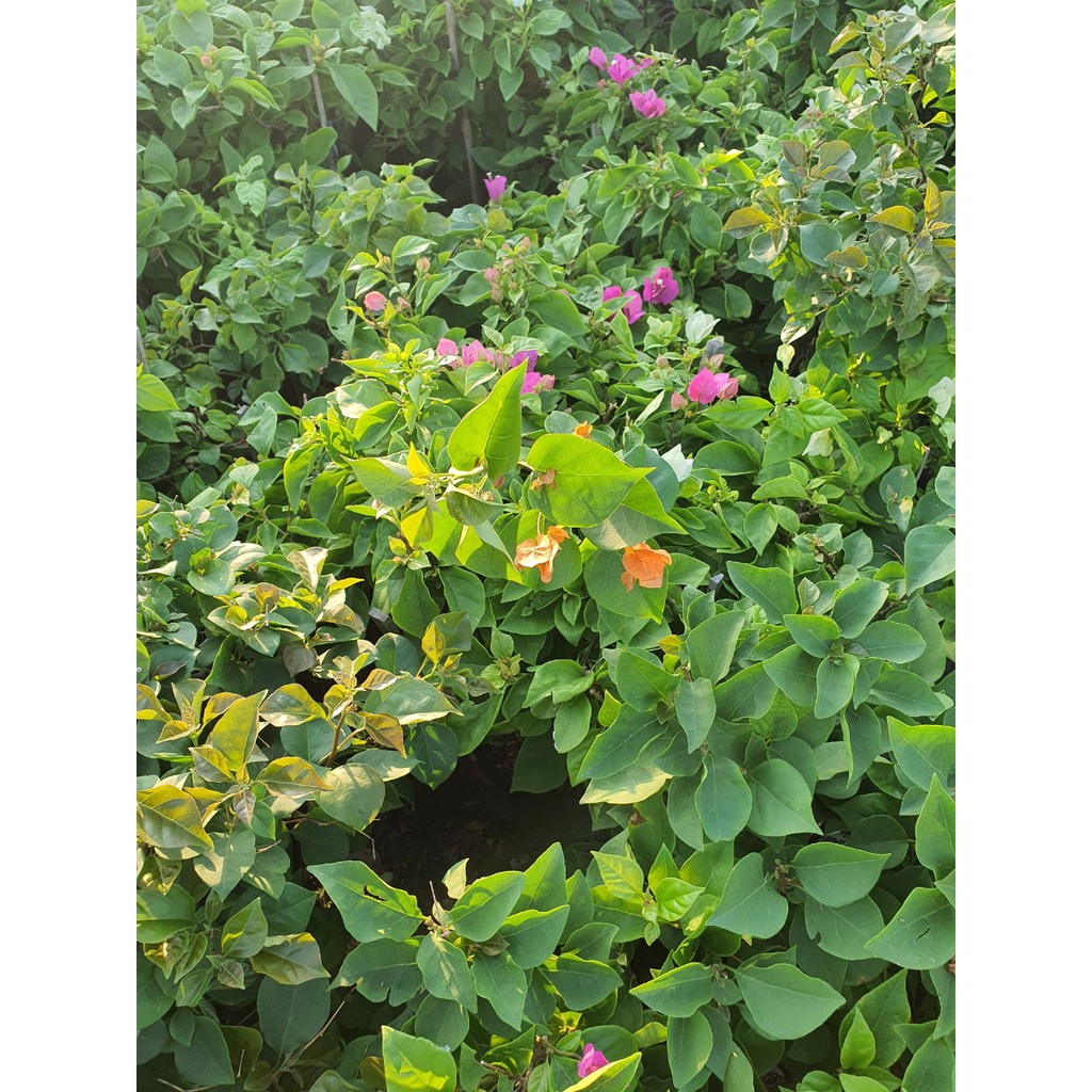 Hoa giấy thường 2 màu