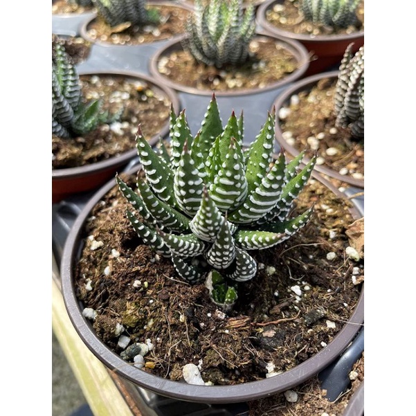 Sale 50%-Sen đá Haworthia Fasciata, móng rồng siêu đẹp😍